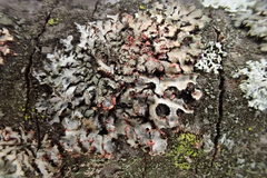 Marchandiomyces corallinus