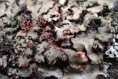 Marchandiomyces corallinus