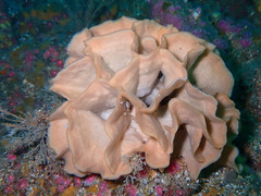 Pentapora foliacea