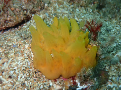 Polymastia boletiformis