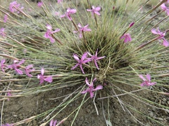 Dianthus orientalis