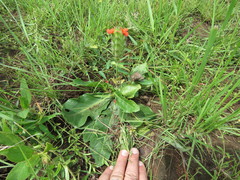 Crossandra greenstockii