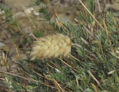 Astragalus lagopoides