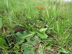 Crossandra greenstockii