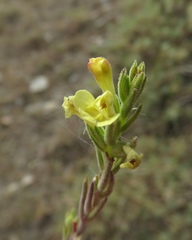 Odontites glutinosus