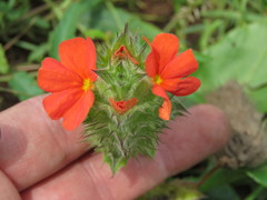 Crossandra greenstockii