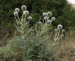 Echinops transcaucasicus