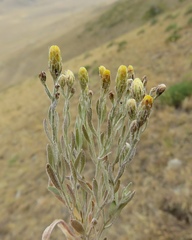 Galatella villosa