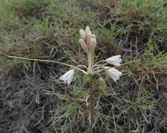 Allium karsianum