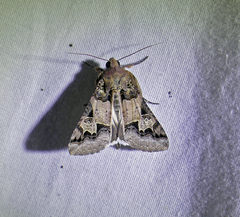 Melipotis agrotoides