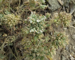 Teucrium polium