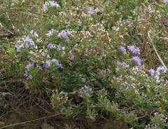 Ziziphora clinopodioides