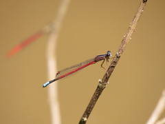 Oxyagrion hempeli