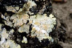 Gyalolechia subbracteata