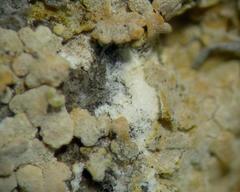 Gyalolechia subbracteata