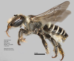 Megachile pascoensis