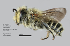 Megachile brevis