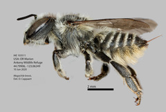 Megachile brevis