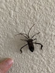 Acanthocephala declivis