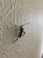Acanthocephala declivis