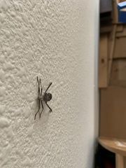 Acanthocephala declivis
