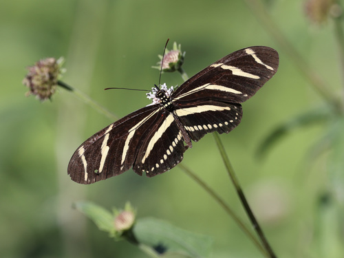 Zebra longwing