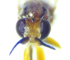 Ceratobarys eulophus