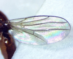 Ceratobarys eulophus