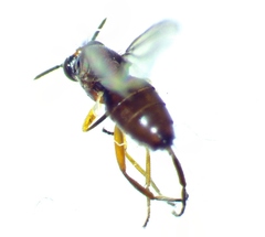 Ceratobarys eulophus