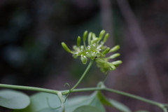 Smilax moranensis