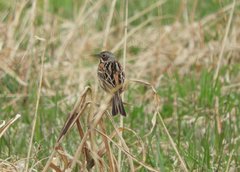 Emberiza fucata