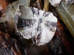 Strongylocentrotus purpuratus