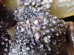 Strongylocentrotus purpuratus