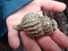 Ceratostoma