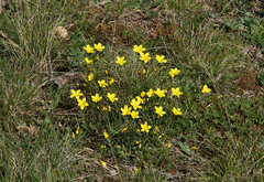 Linum campanulatum