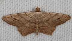 Macaria aequiferaria