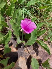 Ipomoea ommanneyi