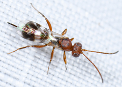 Gelis tenellus