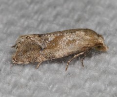 Platphalonidia magdalenae