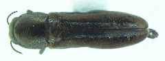 Agrilus ventralis