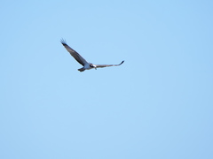 Pandion haliaetus