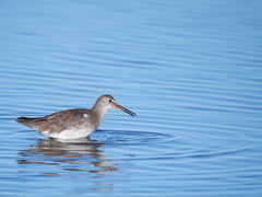 Tringa totanus