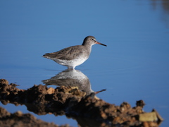 Tringa totanus