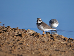 Charadrius hiaticula