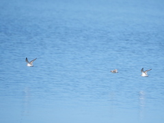 Charadrius alexandrinus