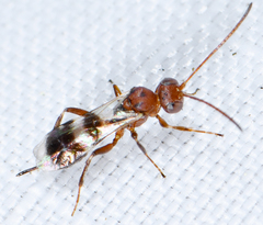 Gelis tenellus