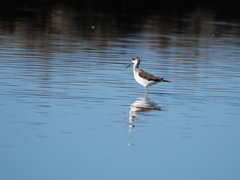 Himantopus himantopus