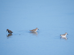 Calidris alpina