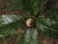 Ocrepeira covillei