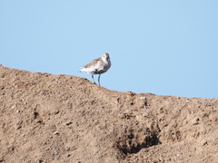 Calidris alpina